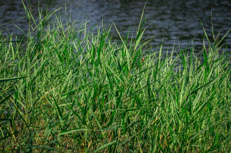 Green Tall Grass Grows in Front of a Pond Stock Photo Image of lake