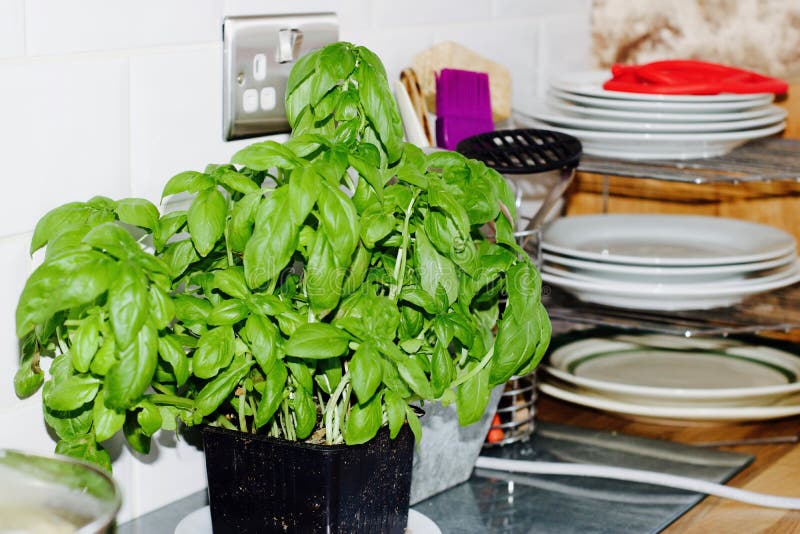 Fresh basil in the kitchen stock photo. Image of nature 100335486