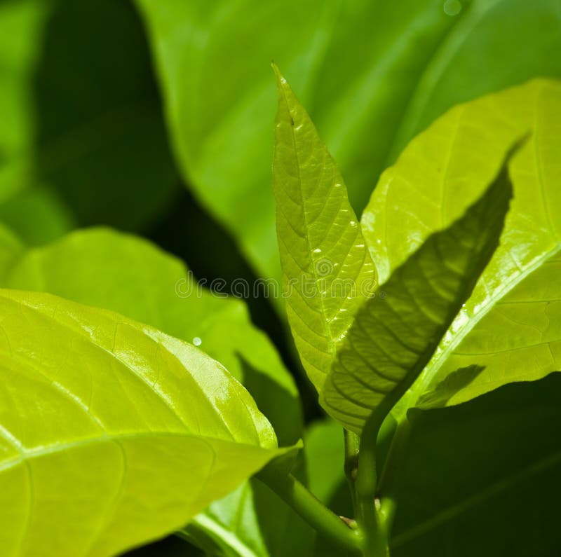 Green tea royalty free stock photography