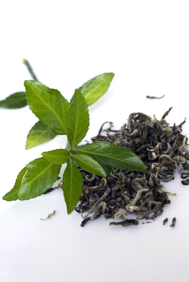 Foglie di tè verde su sfondo bianco.