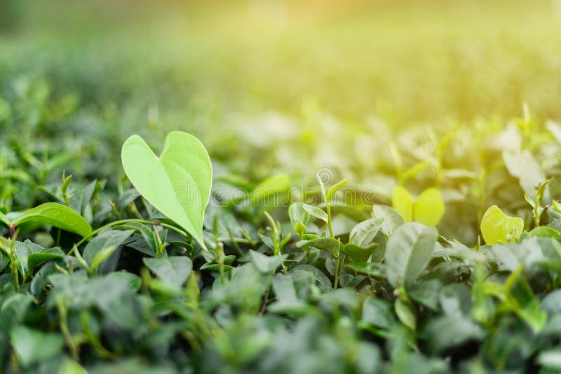 Green tea bud and leaves. Tea plantations.closeup fresh green tea leaves stock photos Green tea bud and leaves. Tea plantations.closeup fresh green tea leaves stock photos