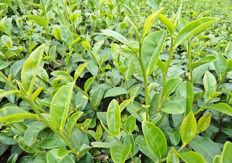 Green Tea Bud and Leaves in Tea Plantations Stock Photo Image of rural, kerala 97991464