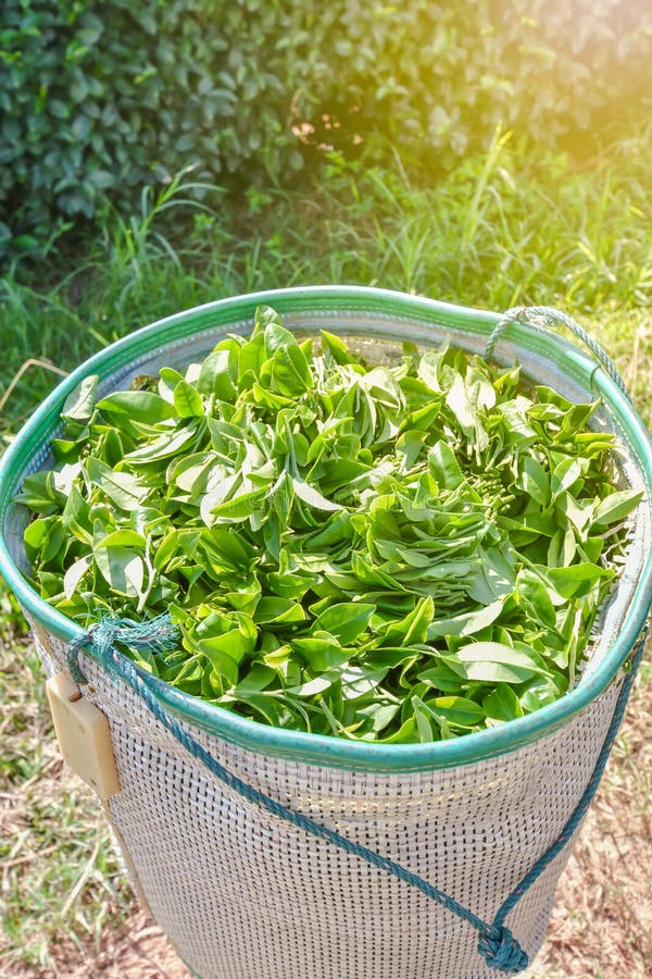 Green tea in cart stock image. Image of tropical, green 70921825