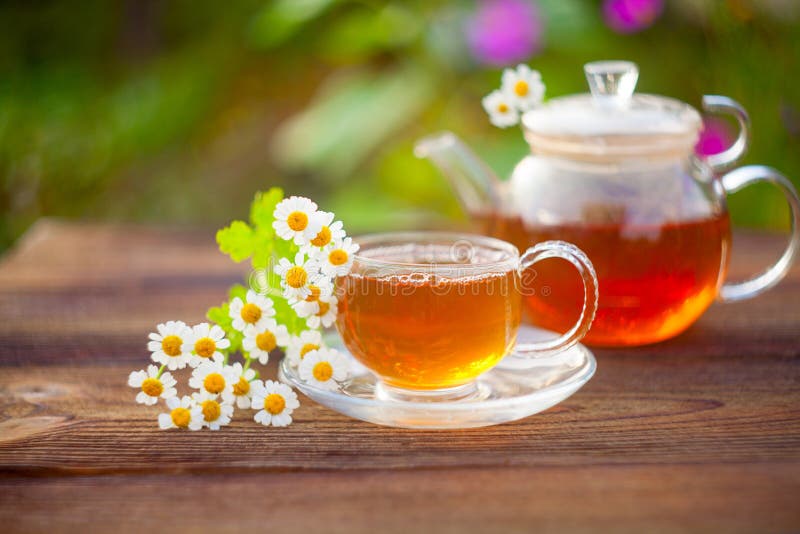 Green Tea with Chamomile in Cup Stock Photo Image of infusions