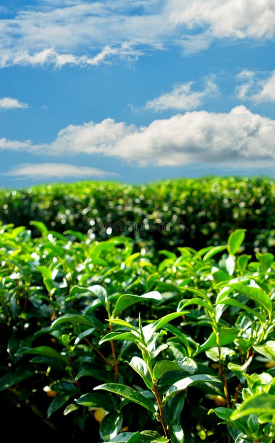 Green tea farm hill stock image. Image of highland, field 9873029