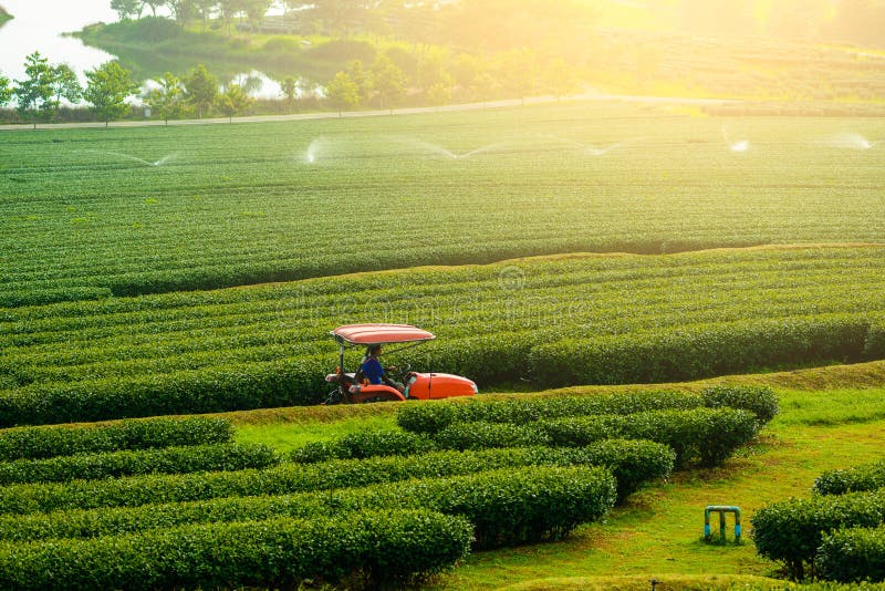 Tea farm on the hill stock image. Image of farm, scenery 41993657