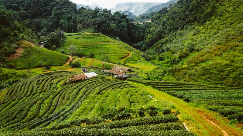 Green tea farm in thailand stock image. Image of mountain ...