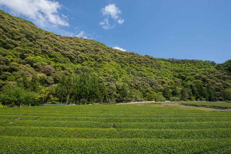 Green Tea Farm in Wakayama Prefecture Stock Photo Image of mountain