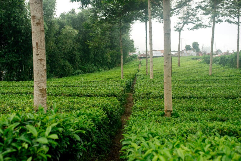 Tea farms stock photo. Image of india, farms, green, south 51324212