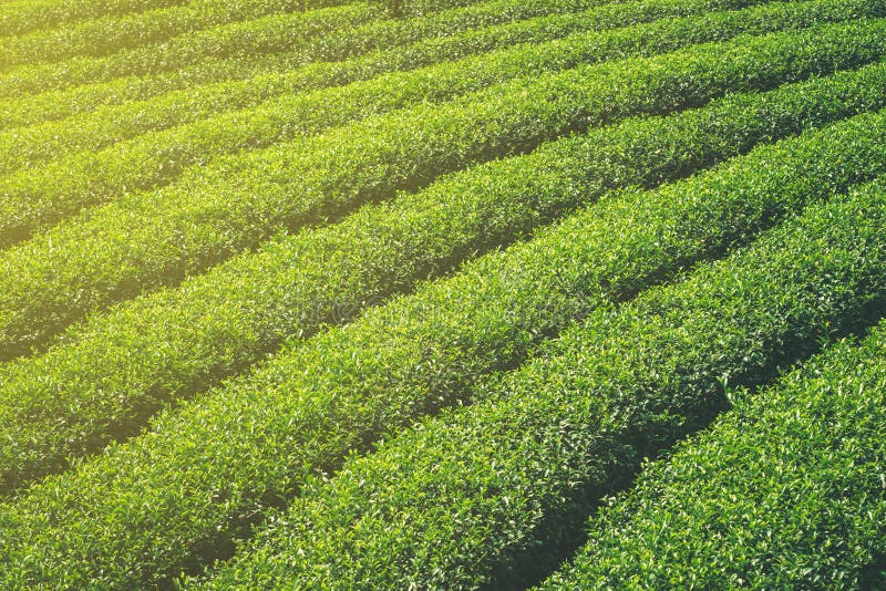 Green Tea Field and Plantation in Morning with Sunlight. Stock Photo