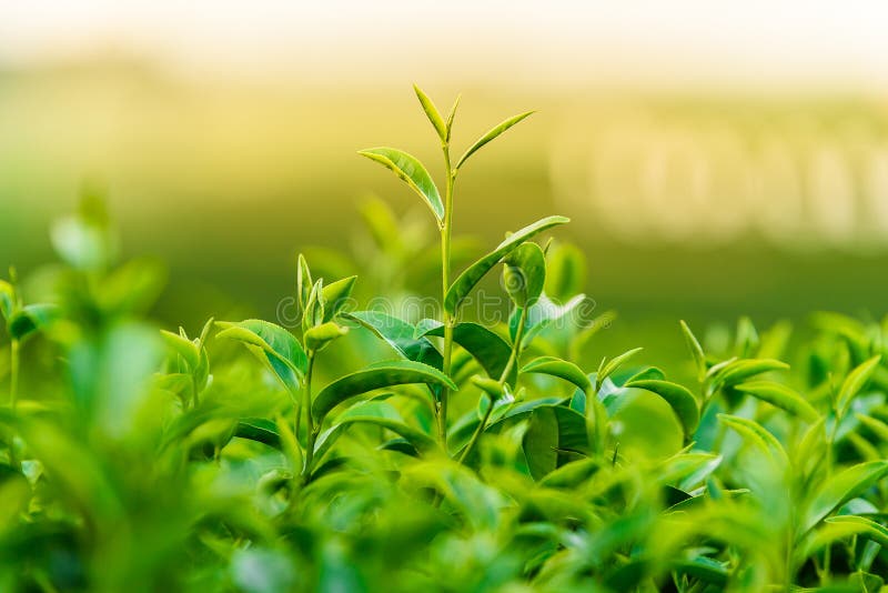 Green tea and fresh leaves stock image. Image of cameron 60386977