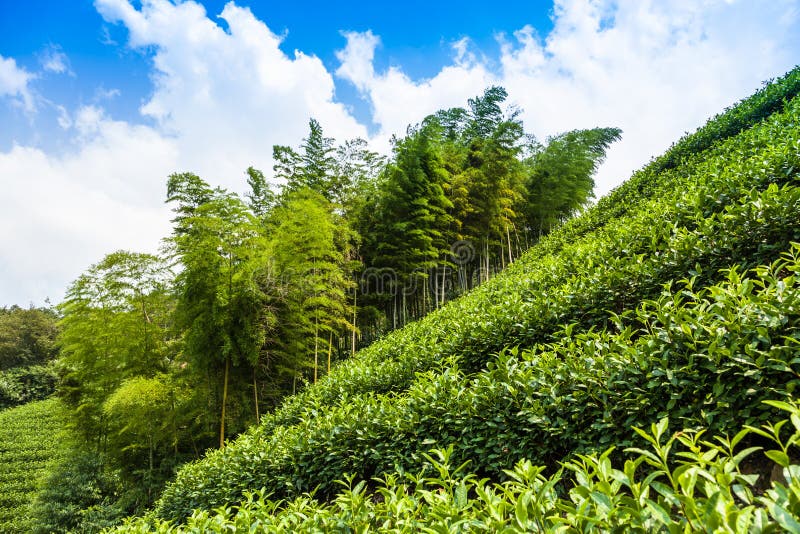 Green Tea Garden on the Hill Stock Image Image of field, cameron