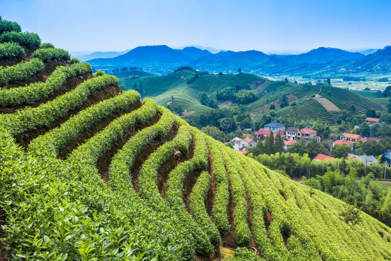 Green Tea Garden on the Hill Stock Image Image of flora, grow 35093709