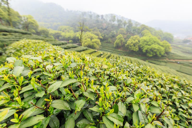 Green tea garden stock photo. Image of farmland, planting 52575920