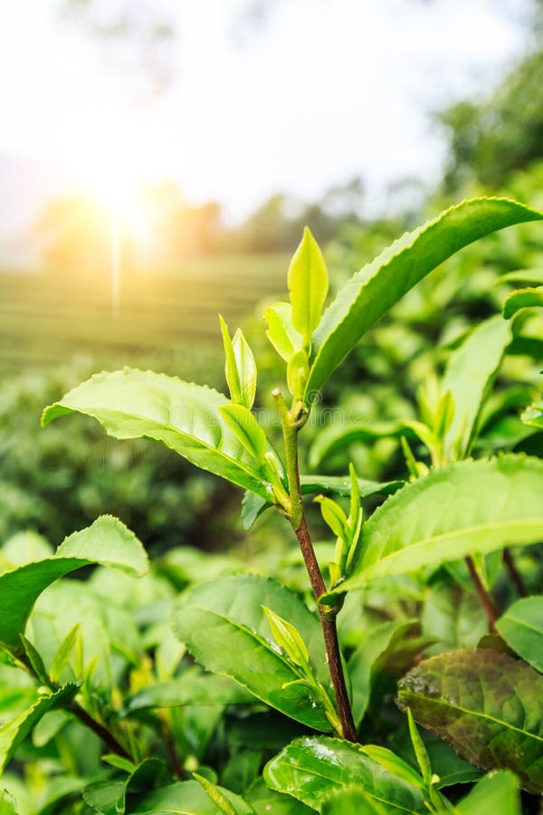 Green tea garden stock photo. Image of industry, farm 52576050