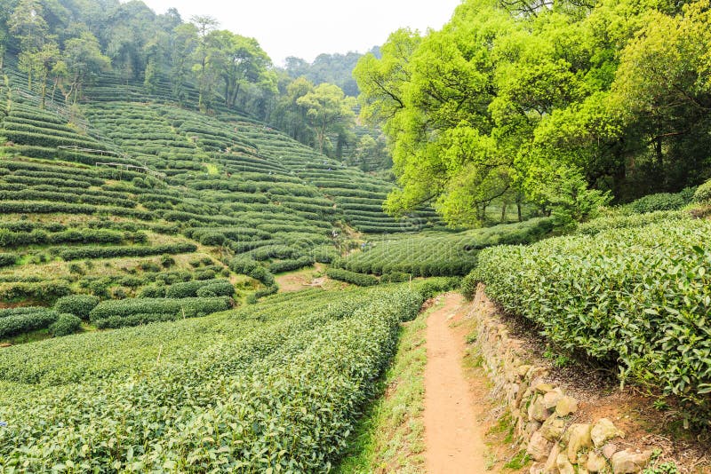 Green tea garden stock image. Image of china, farm, background 52576083
