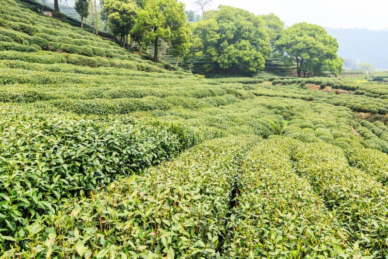 Green tea garden stock image. Image of scenery, land 52576151