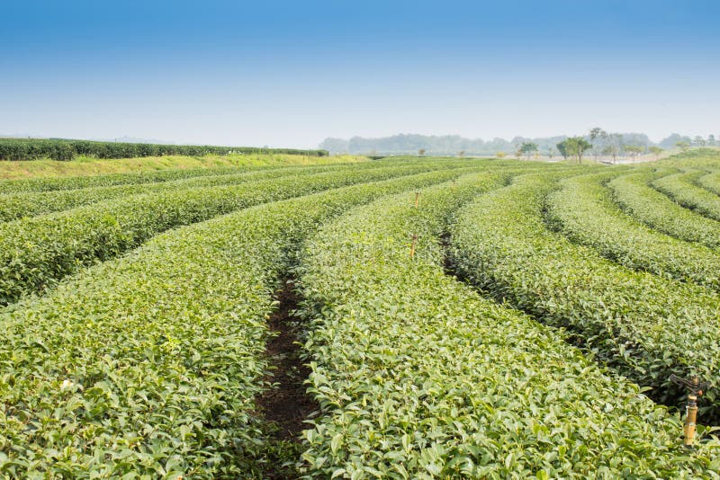 Green tea gardens stock photo. Image of hill, asia, nature 36341736