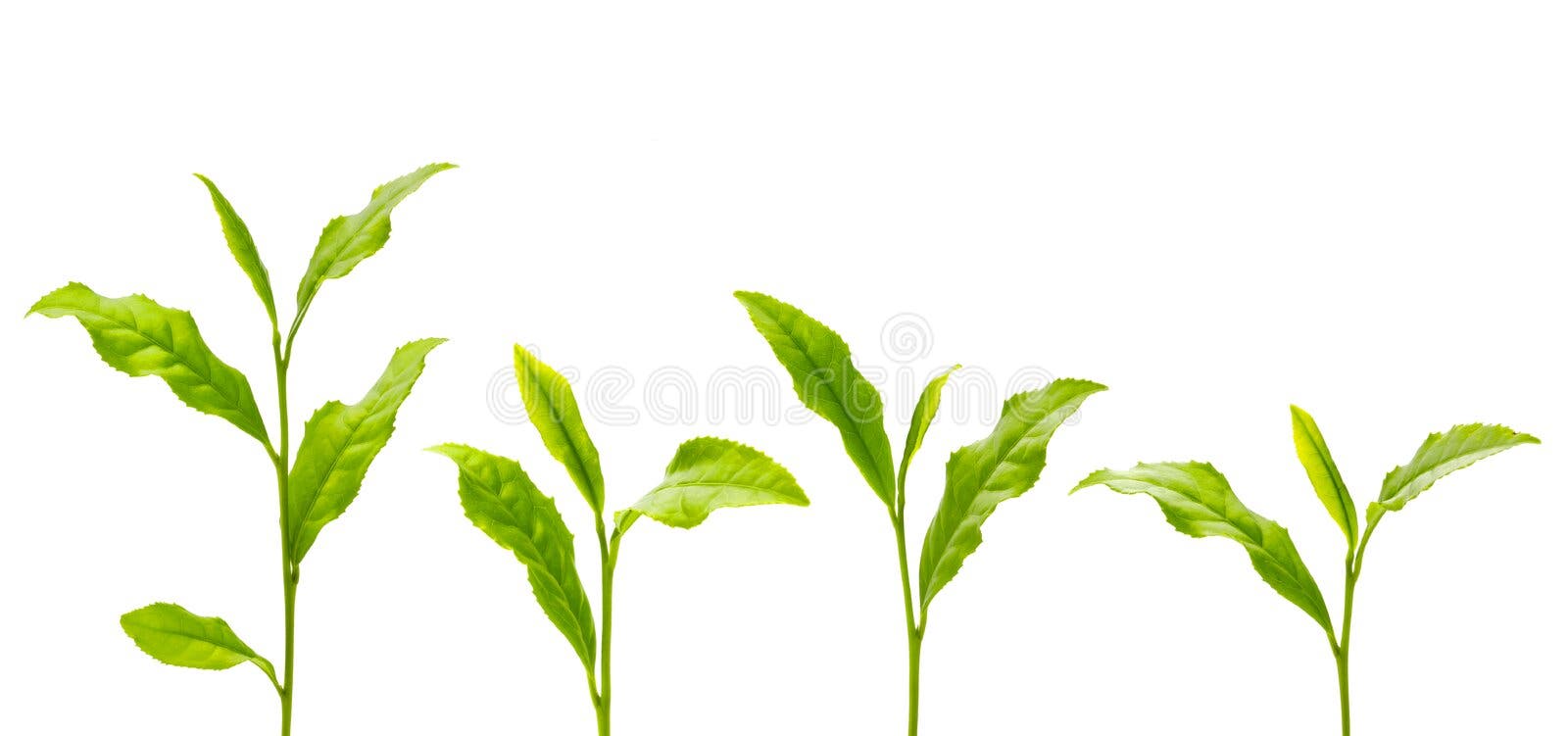 Chinese tea stock image. Image of china, background, aroma 28936769
