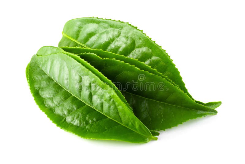 Green tea leaf isolated over white background