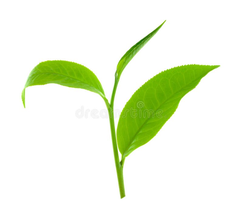Green Tea Leaf Isolated on White Stock Photo Image of plant, nature