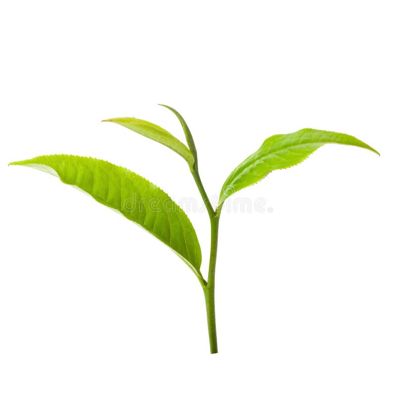 Green Tea Leaf Isolated on White Background Stock Photo Image of