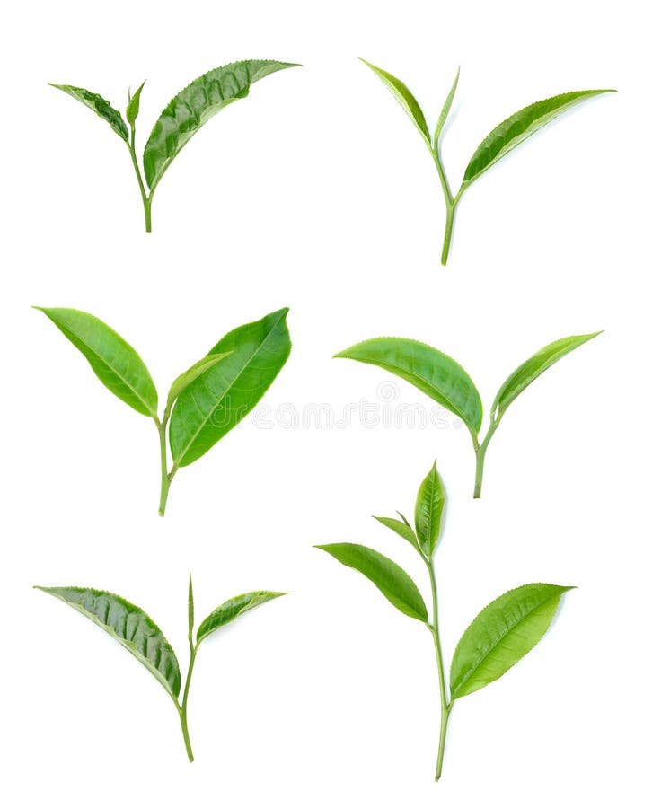 Green tea leaf isolated on white background