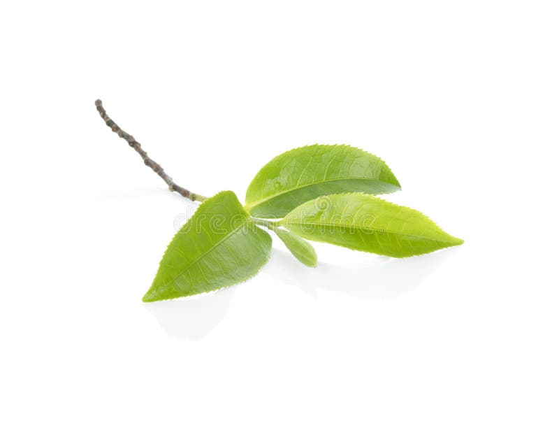 green tea leaf.green tea leaf isolated on white background. royalty free stock photo green tea leaf.green tea leaf isolated on white background. royalty free stock photo
