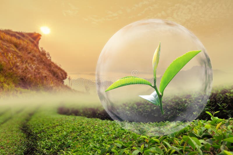 Green Tea Leaf Organic In The Bubble On Beautiful Landscape And Stock Image Image of