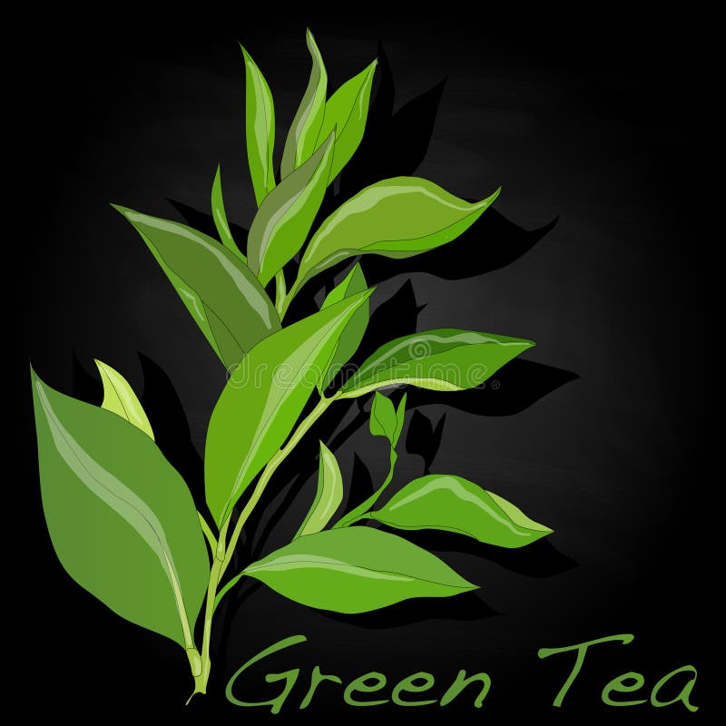 Green tea leaf vector stock vector. Illustration of flora 84522473