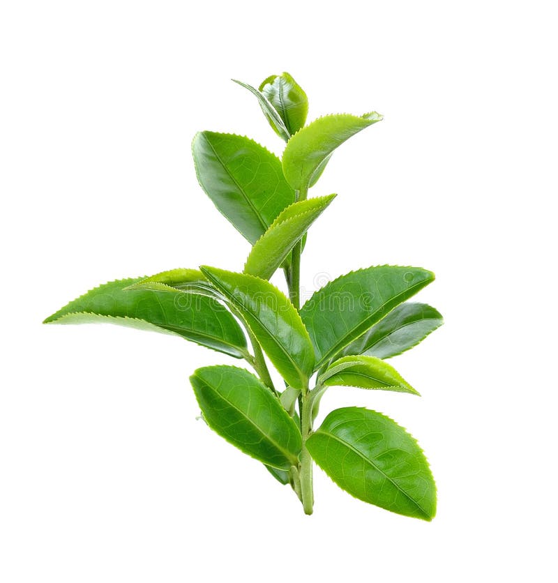 Green Tea Leaf On White Background Stock Photo Image of cultivation