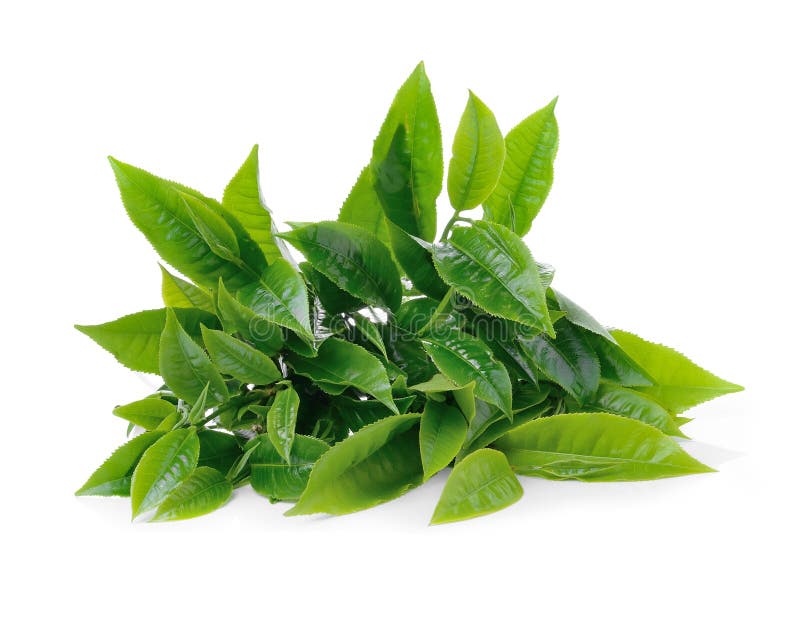 212,284 Green Tea Leaf Stock Photos Free & RoyaltyFree Stock Photos