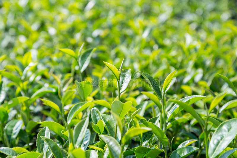 Green Tea Leave in Field, Close Up Stock Image Image of field, garden