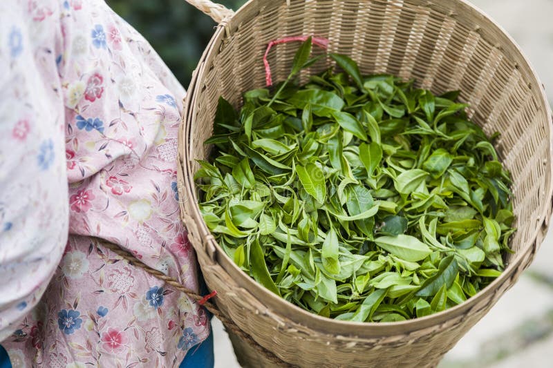 Green Tea Leaves in a Basket. Stock Photo Image of indian, fresh