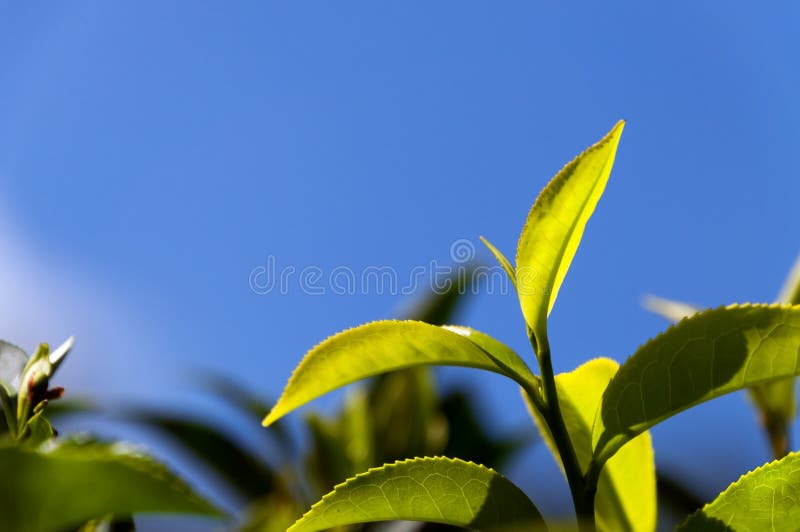 Green tea leaves stock photo. Image of herb, asia, nature 57006298