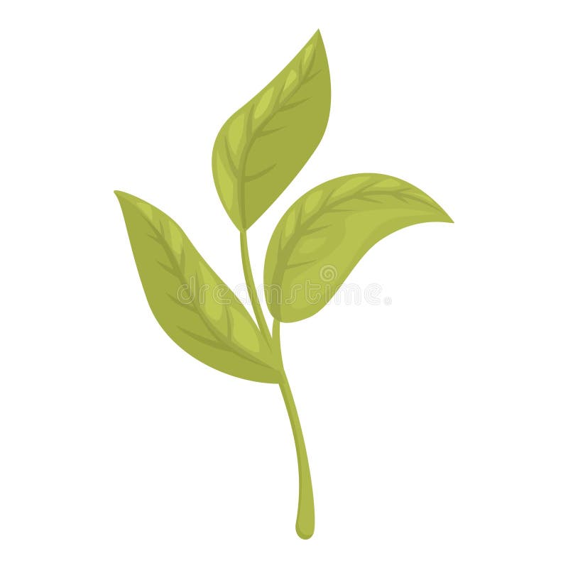Green tea leaves branch sprout growing illustration stock illustration