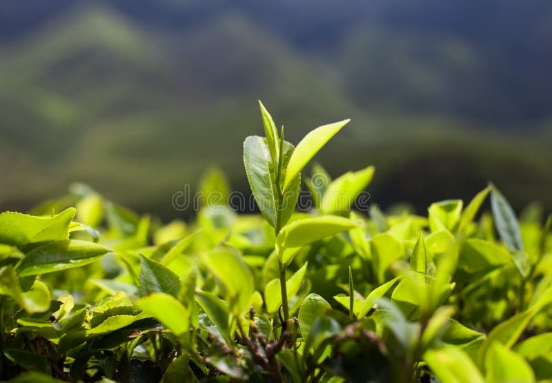 Green tea leaves stock photo. Image of branch, cultivation 52044164