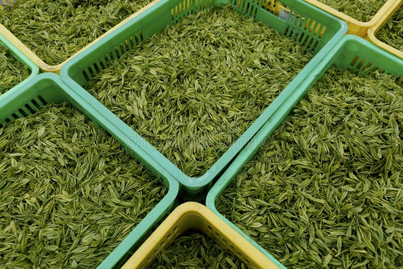 Green tea leaves stock image. Image of china, healthy 52279141