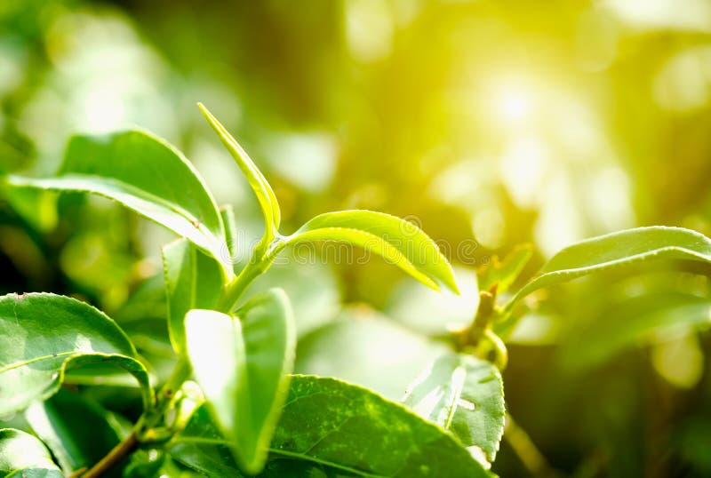Green Tea Leaves in Garden Tea with Sunny Bokeh Stock Photo Image of