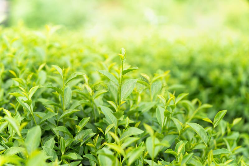 Green Tea Leaves in a Tea Plantation in Morning Stock Photo Image of