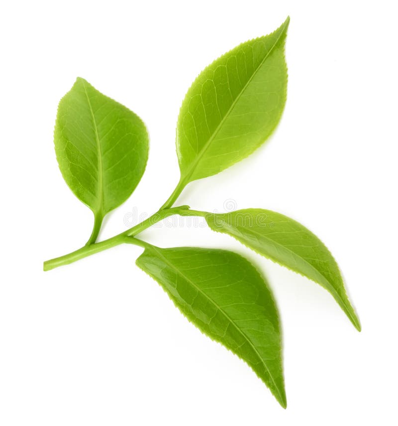 Green Tea Leaves on White Background Stock Photo Image of closeup, white 71792836