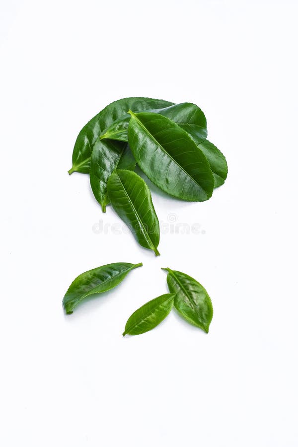 Green Tea Leaves on a White Background Stock Image Image of ketchup