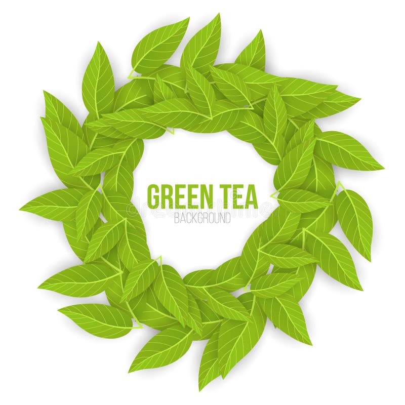 Green Tea Leaves on White Background. Vector Illustration. Stock Vector