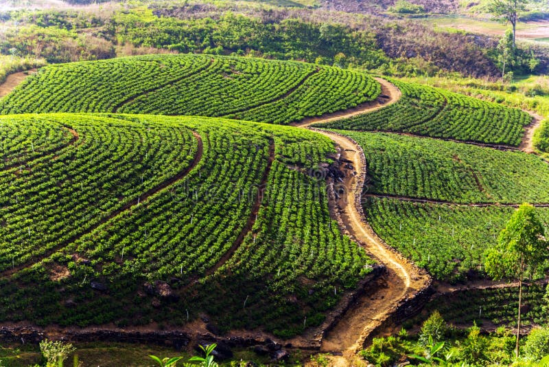 Green Tea Plantation on the Hill, Ceylon, Sri Lanka Stock Image - Image ...