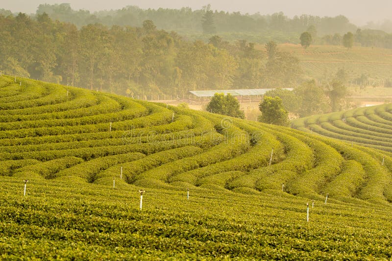 Green Tea Plantation Landscape Stock Image Image of fresh, healthy