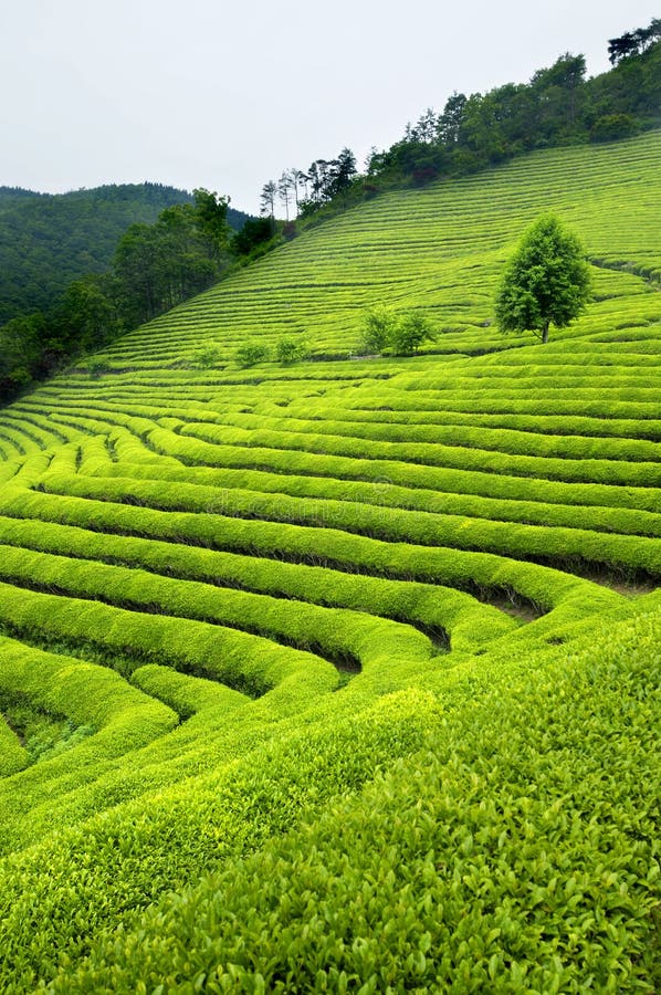 Green Tea Plantation Hills and Rows South Korea Stock Image Image of