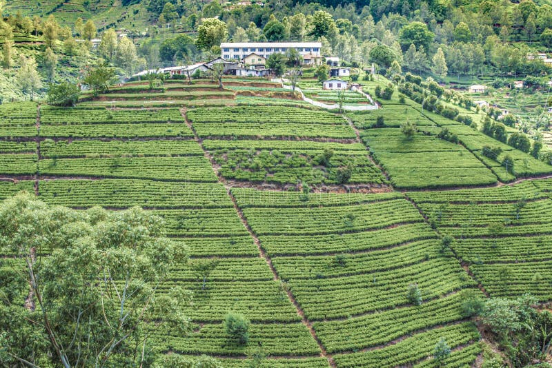 Green Tea Plantation in Sri Lanka Stock Image Image of quality, fresh 263219937