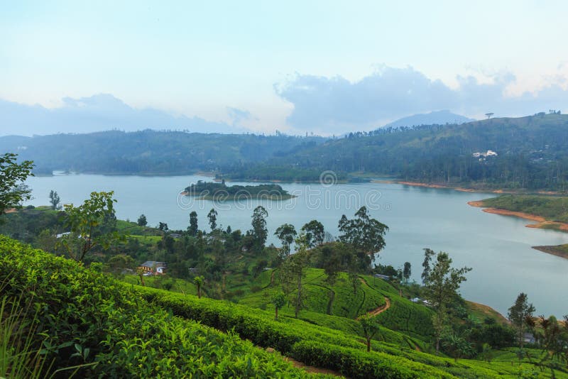 Tea Plantations High in the Mountains in a Tropical Summer Climate To