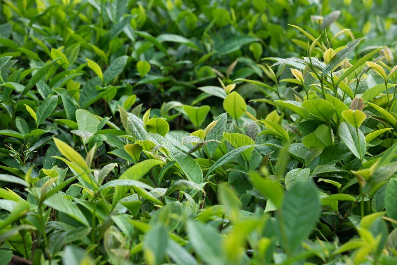 Growing green tea plants stock image. Image of agriculture 116636351