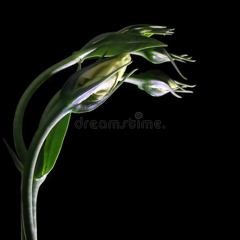 Green tentacle stock image. Image of bloom, expose, green - 350955